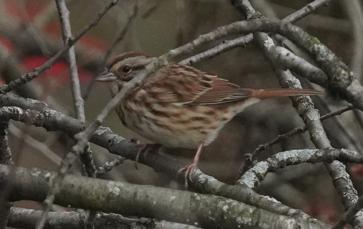 Song Sparrow - ML644035585