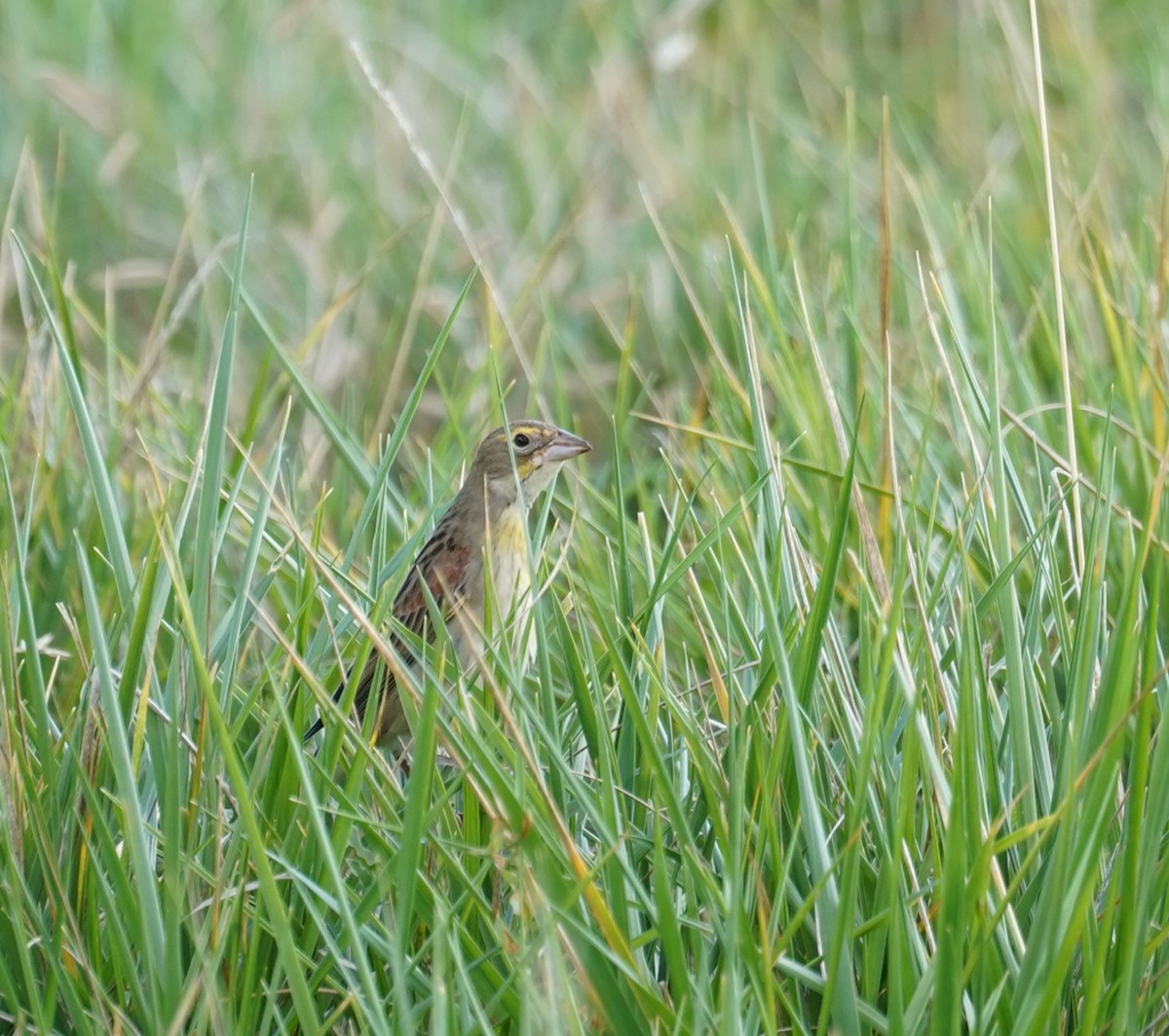 Dickcissel - ML644035595