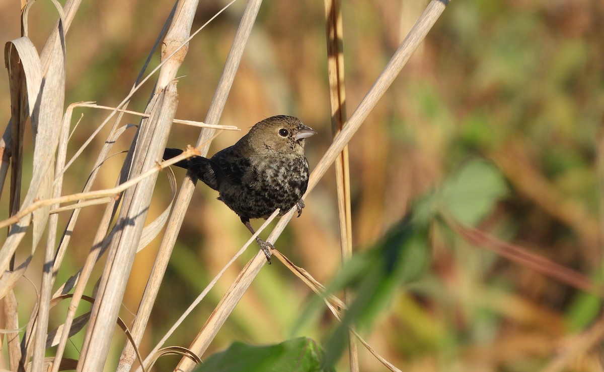 Blue-black Grassquit - ML644035636