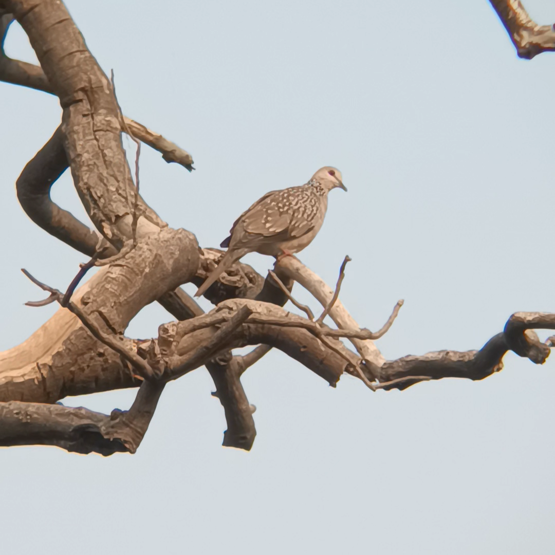 Spotted Dove - ML644035644
