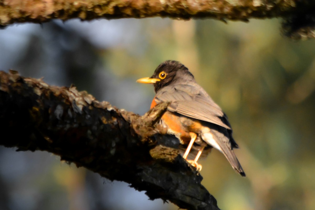 svartbrysttrost - ML644035651