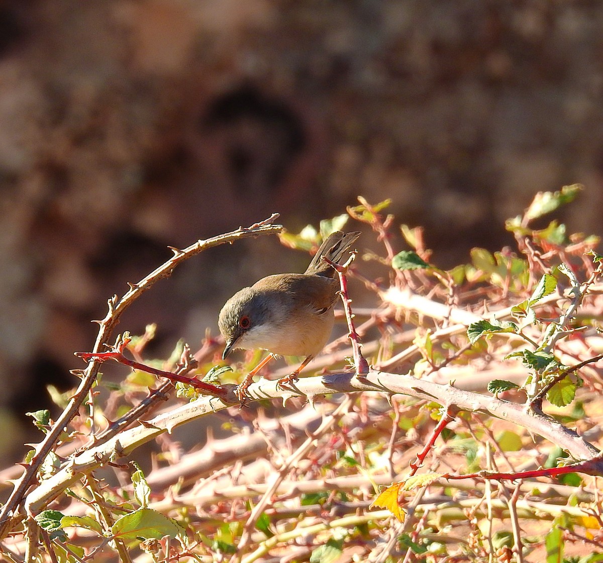 Sardinian Warbler - ML644035652