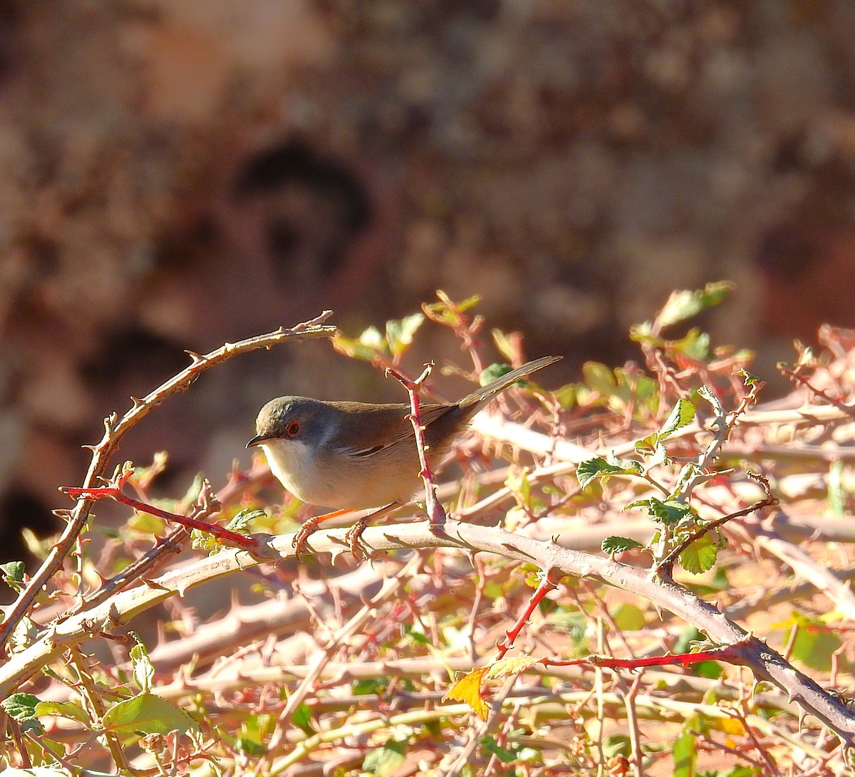 Sardinian Warbler - ML644035653