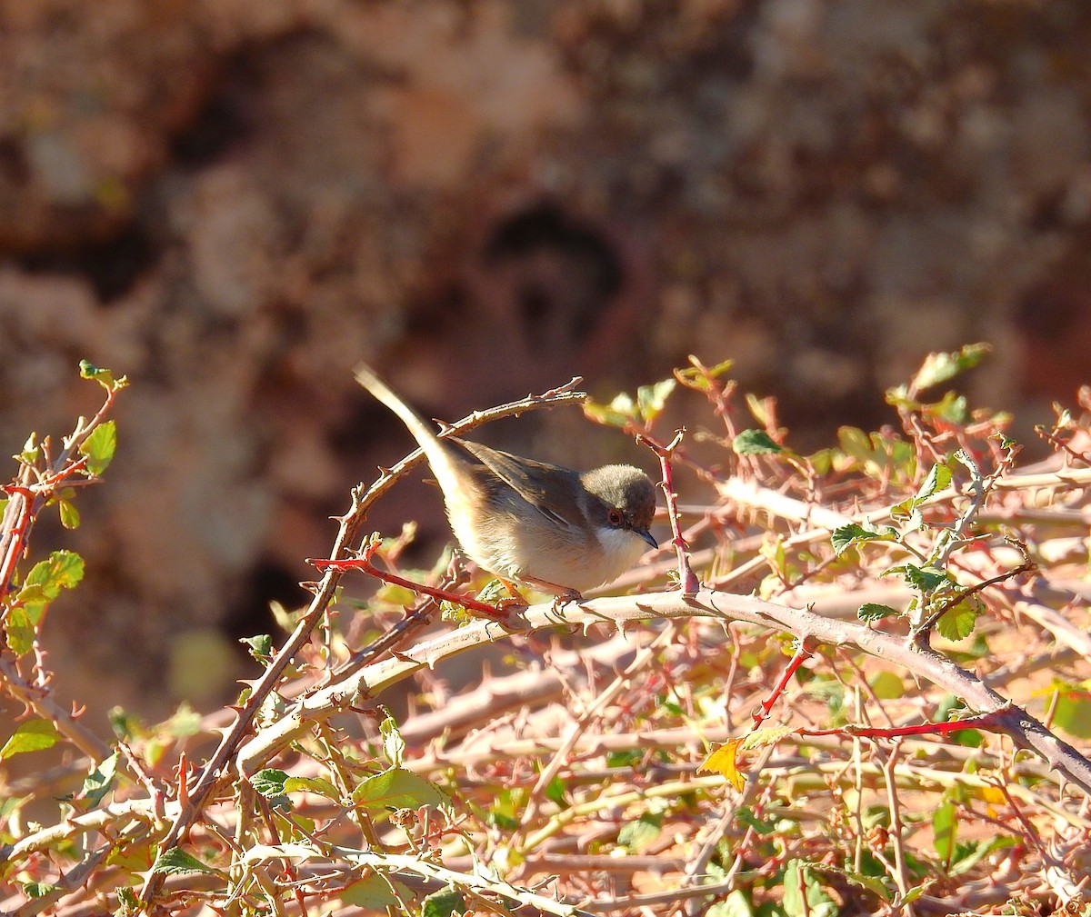 Sardinian Warbler - ML644035655