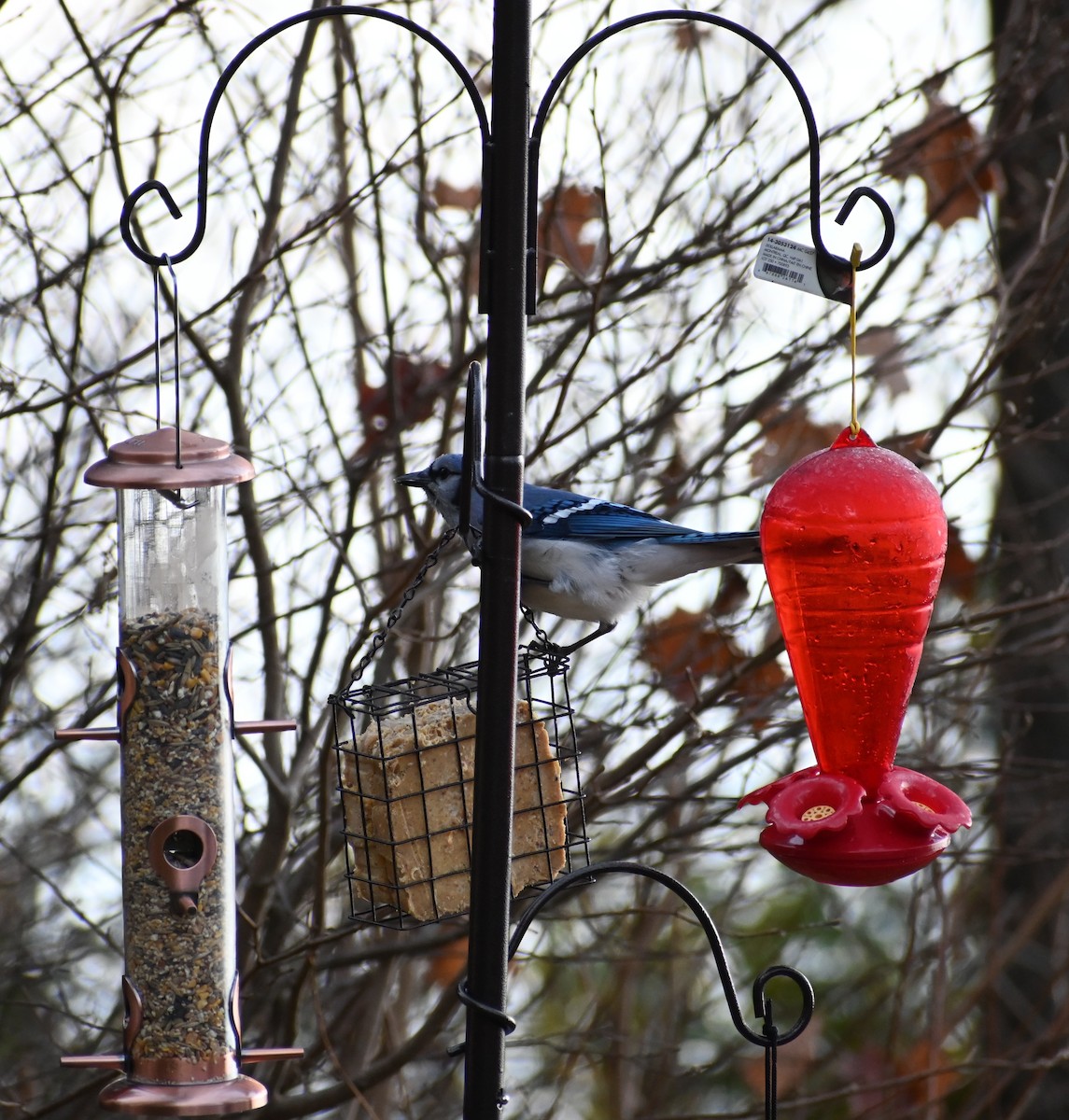 Blue Jay - ML644035668