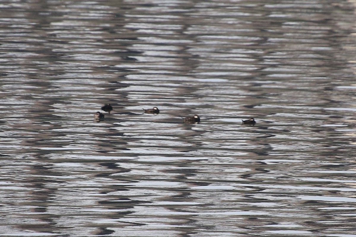 Black Scoter - ML644035670