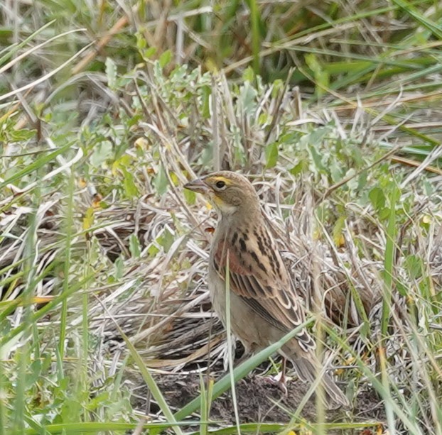 Dickcissel - ML644035674