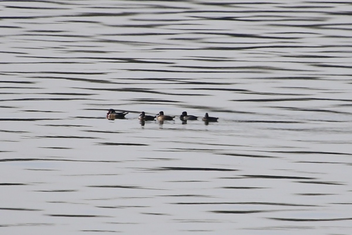 Wood Duck - ML644035675