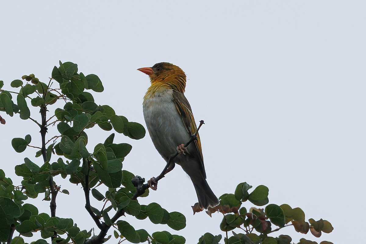 Red-headed Weaver - ML644035677