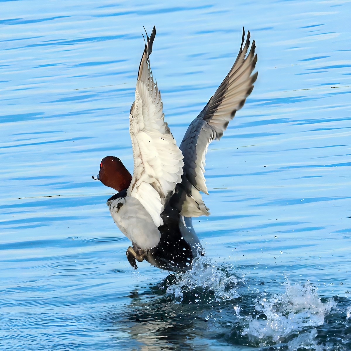 Common Pochard - ML644035688