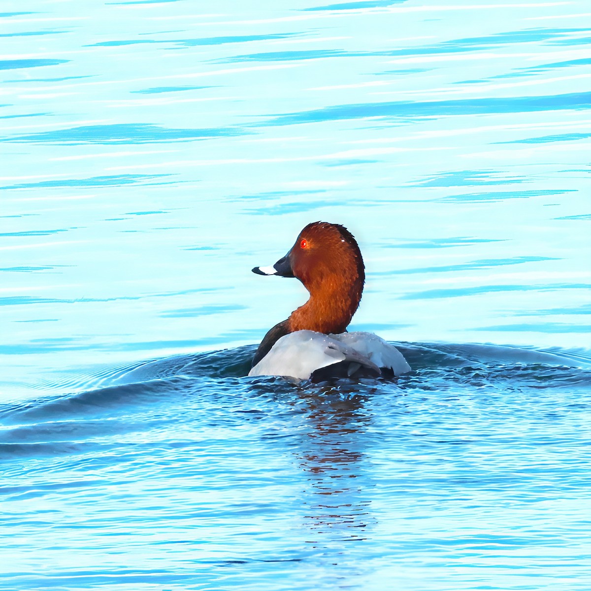 Common Pochard - ML644035689