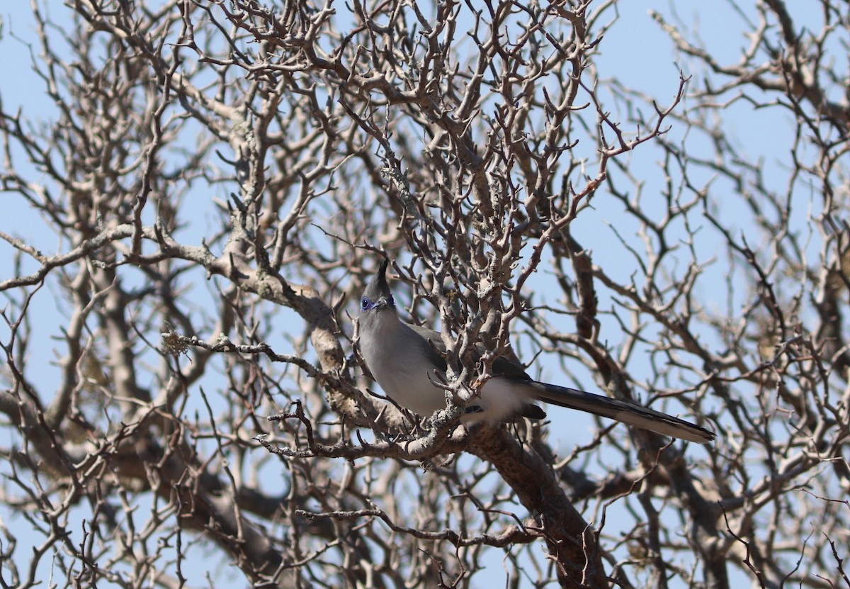 Verreaux's Coua - ML644035692