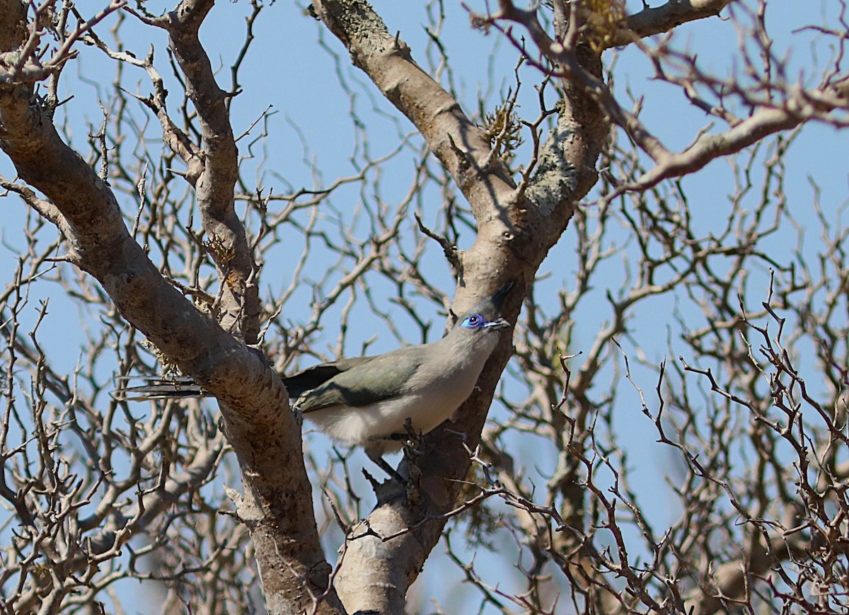 Verreaux's Coua - ML644035693