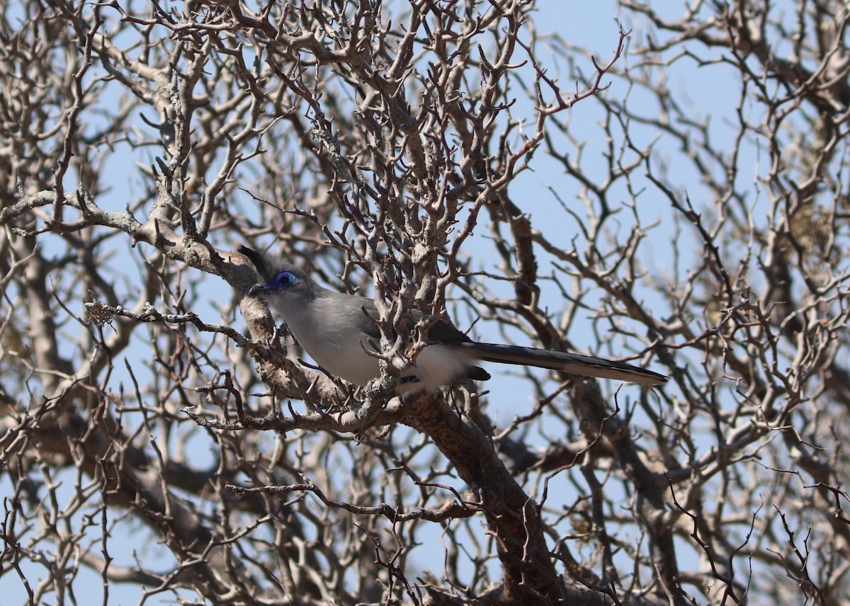 Verreaux's Coua - ML644035694