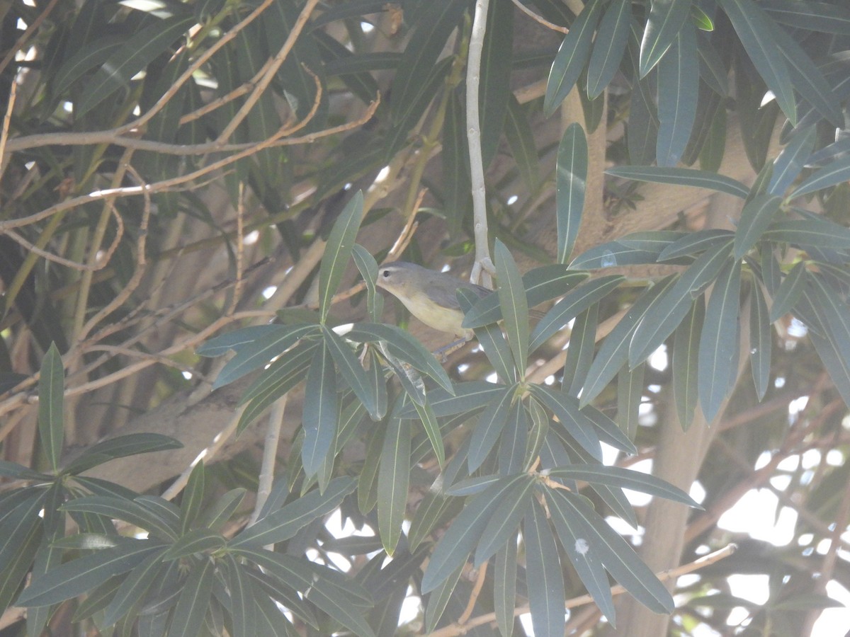 Western Warbling Vireo - ML644035715