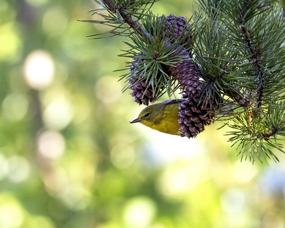Pine Warbler - ML644035749