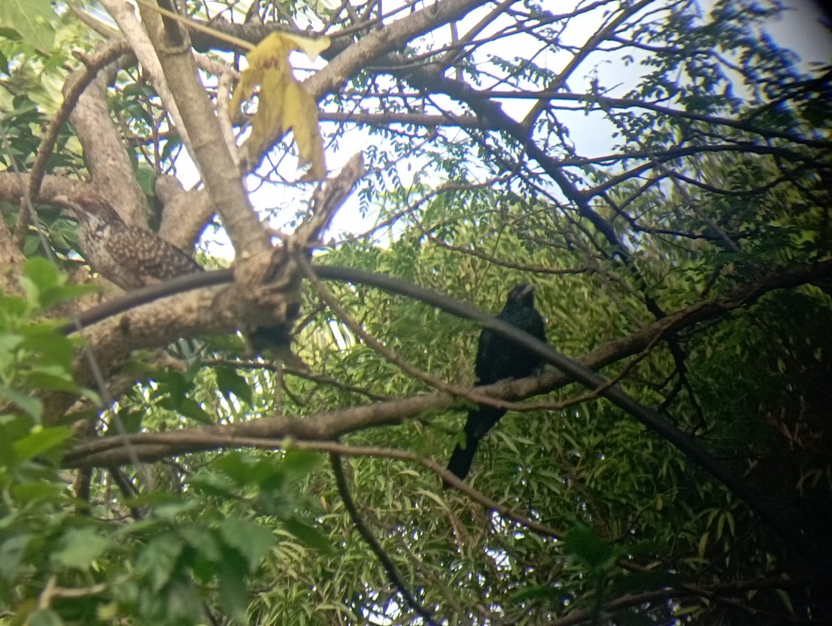 Asian Koel - ML644035788