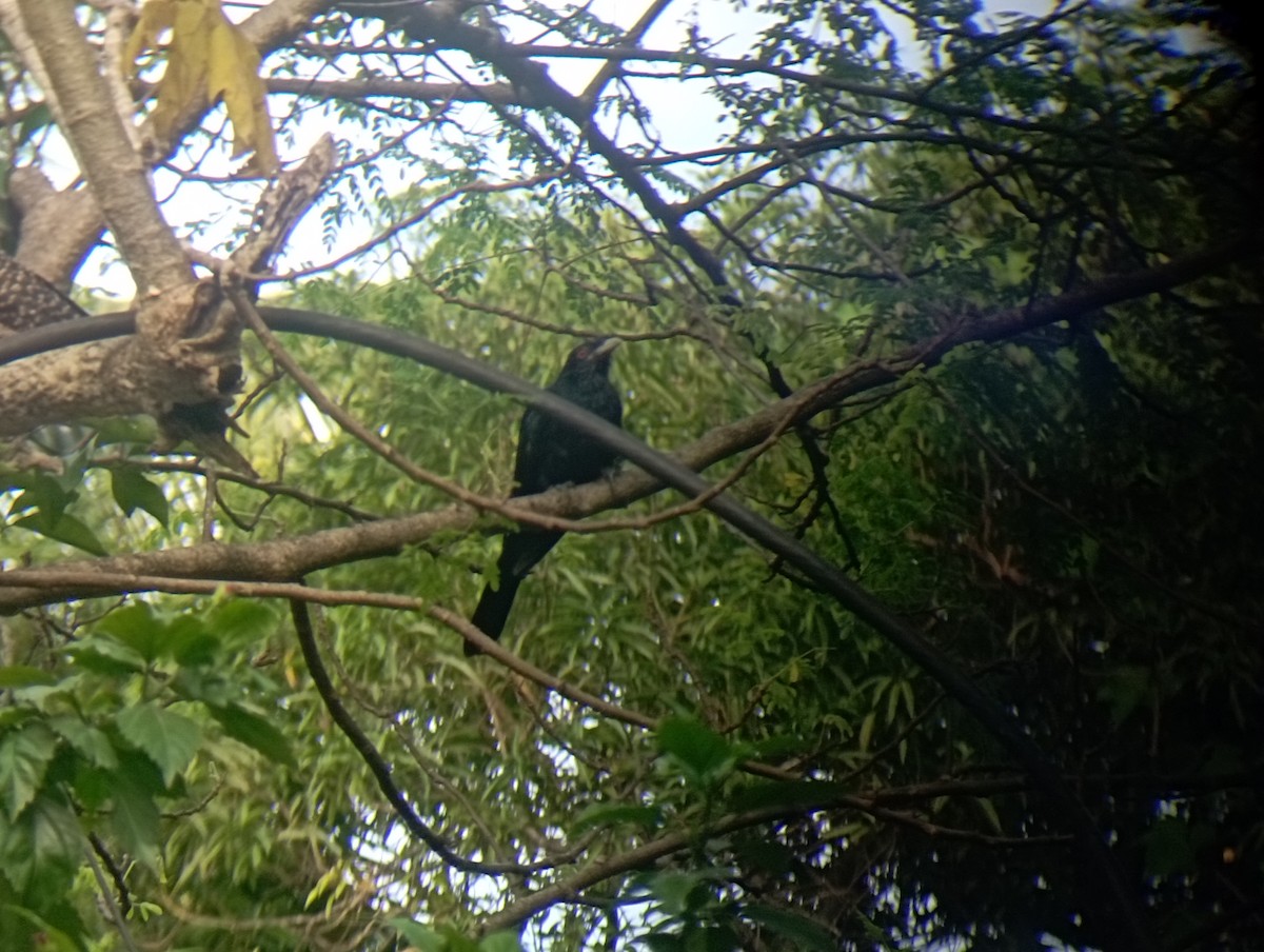 Asian Koel - ML644035789