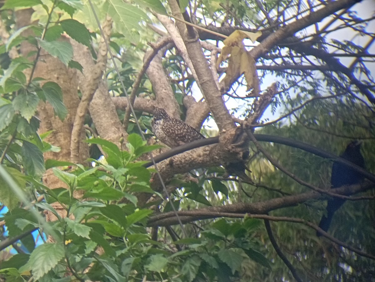 Asian Koel - ML644035790