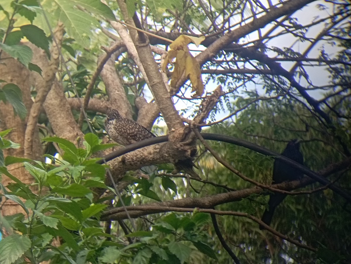 Asian Koel - ML644035791