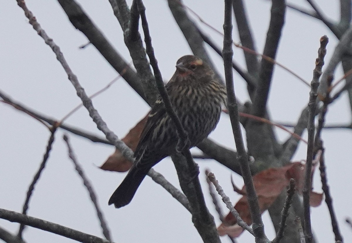 Red-winged Blackbird - ML644035798