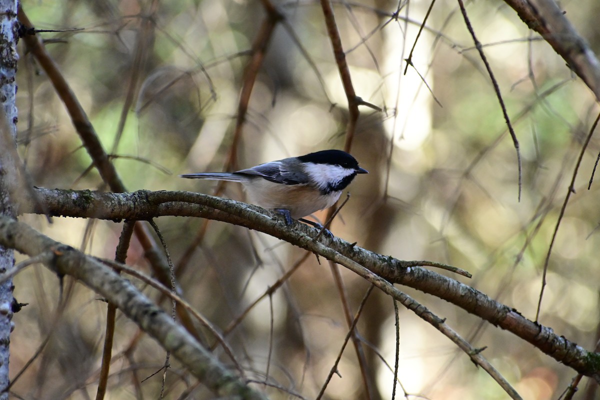 Black-capped Chickadee - ML644035803