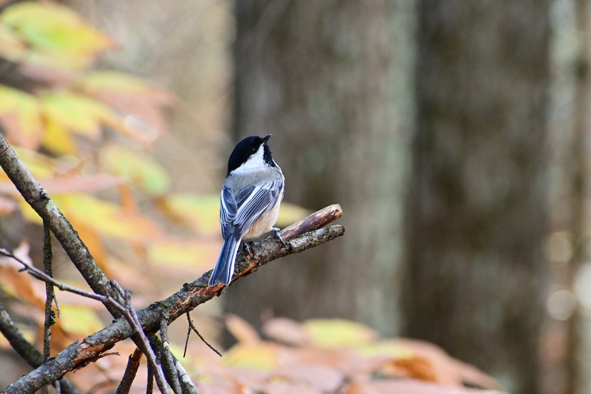 Black-capped Chickadee - ML644035806