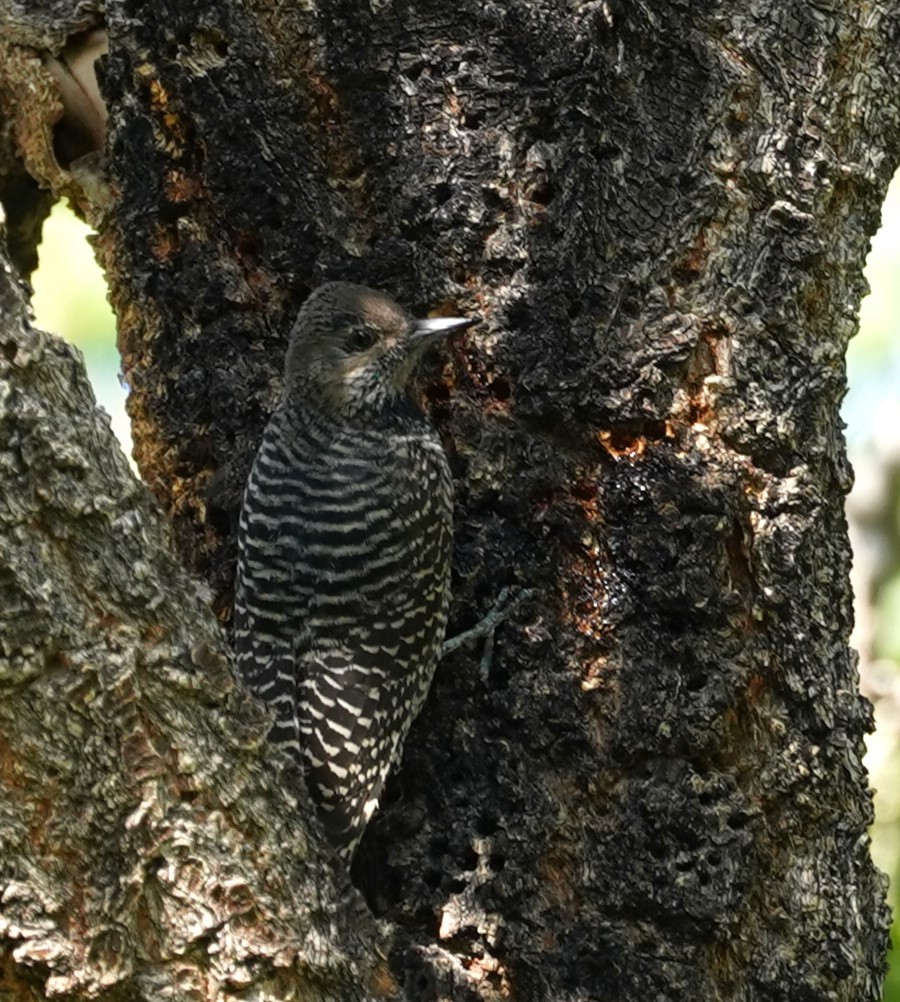 Williamson's Sapsucker - ML644035808