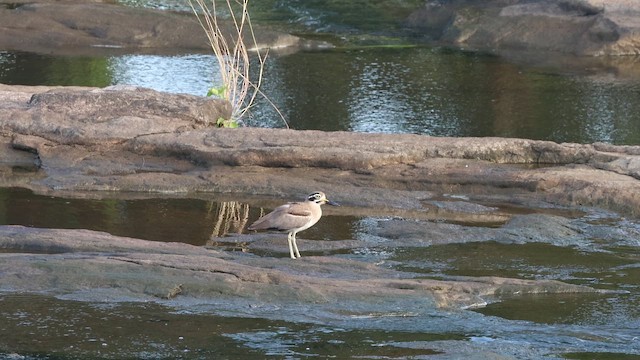 Great Thick-knee - ML644035811