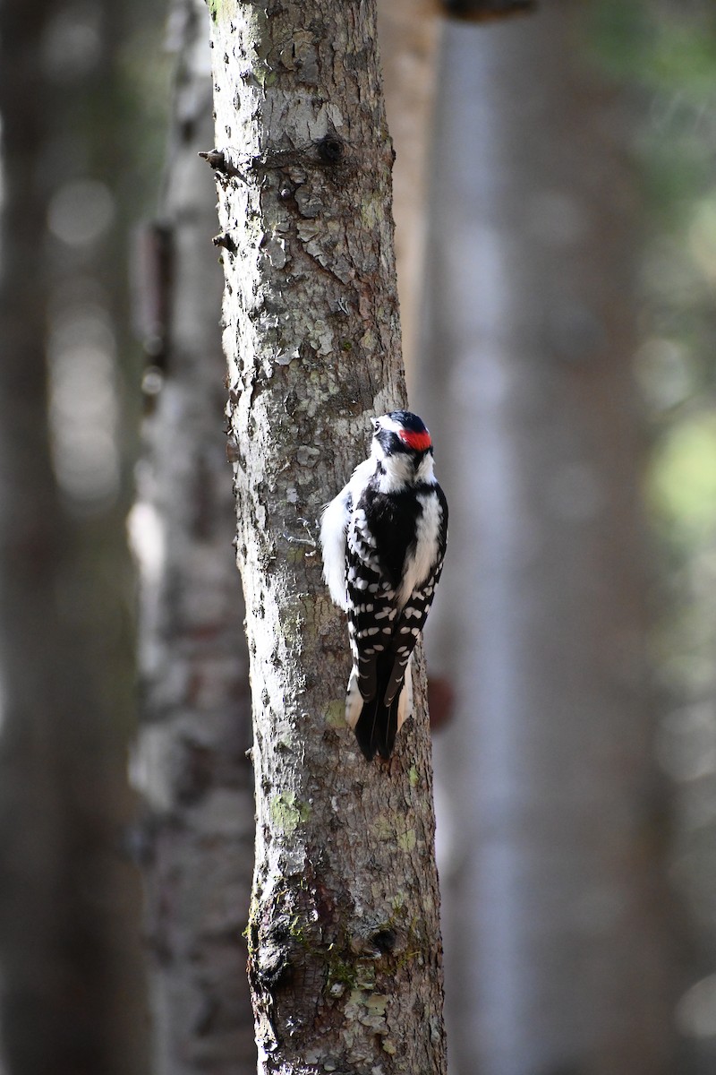 Downy Woodpecker - ML644035819