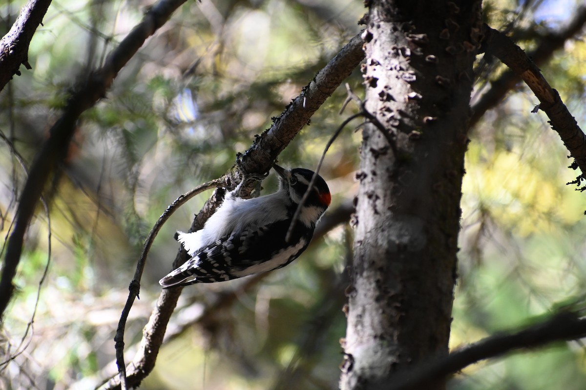 Downy Woodpecker - ML644035820