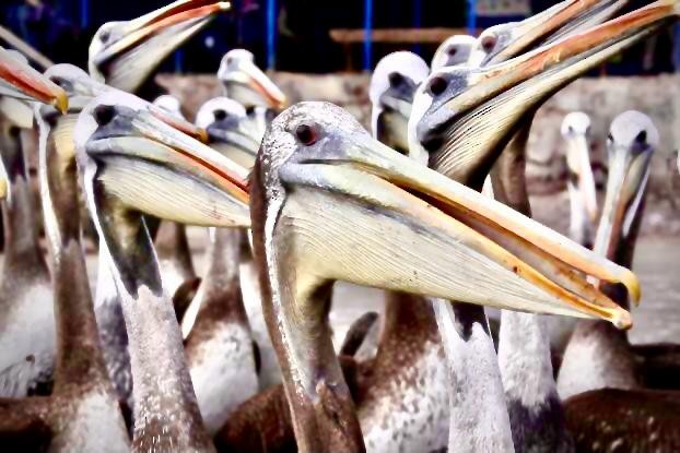 Peru Pelikanı - ML644035822