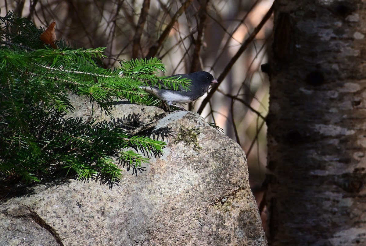 Dark-eyed Junco - ML644035831