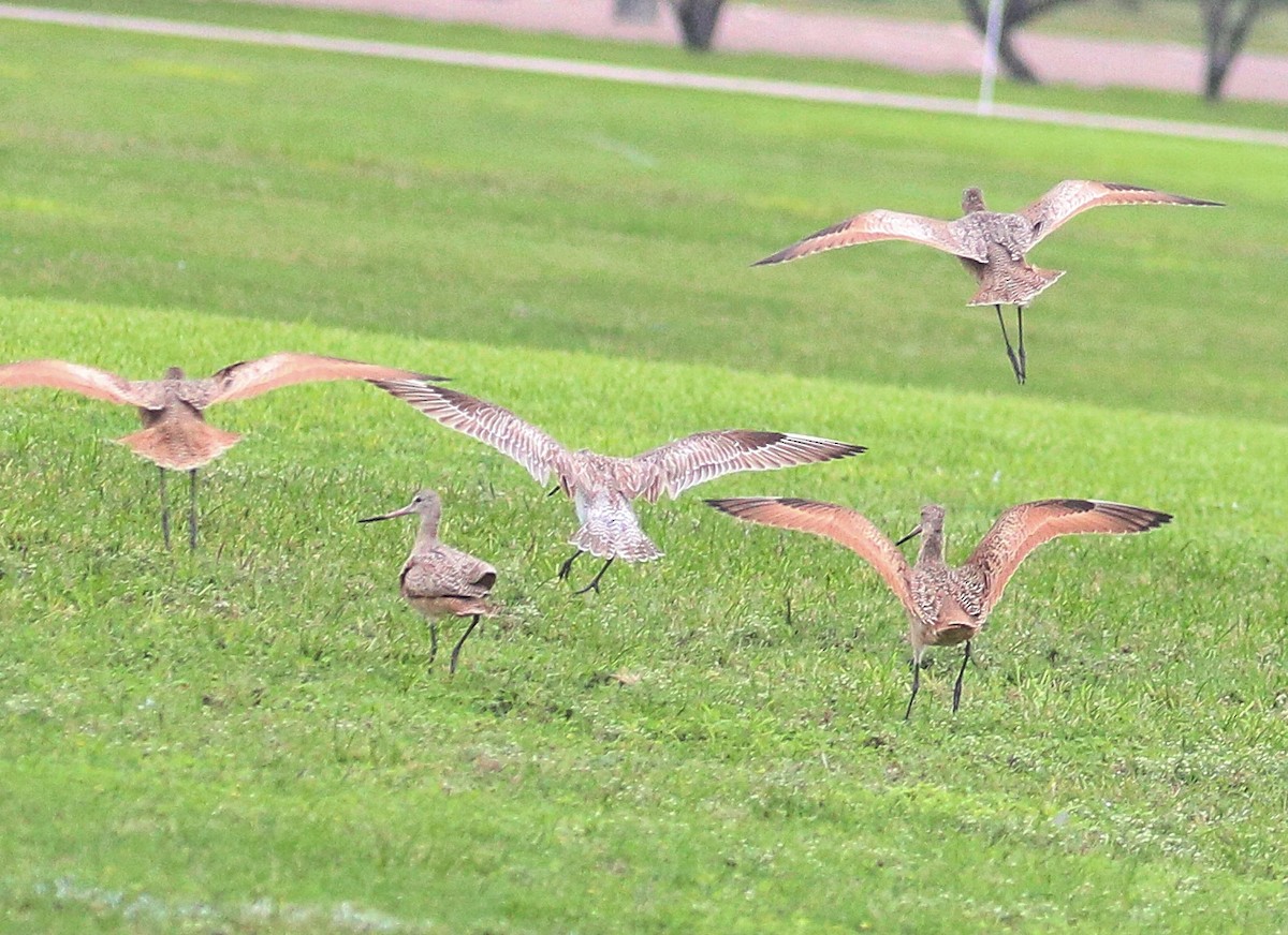 Bar-tailed Godwit (Siberian) - ML644035834