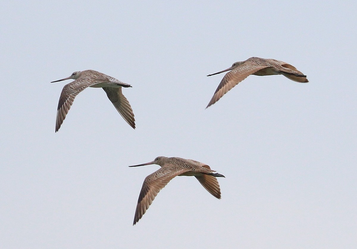 Bar-tailed Godwit (Siberian) - ML644035840