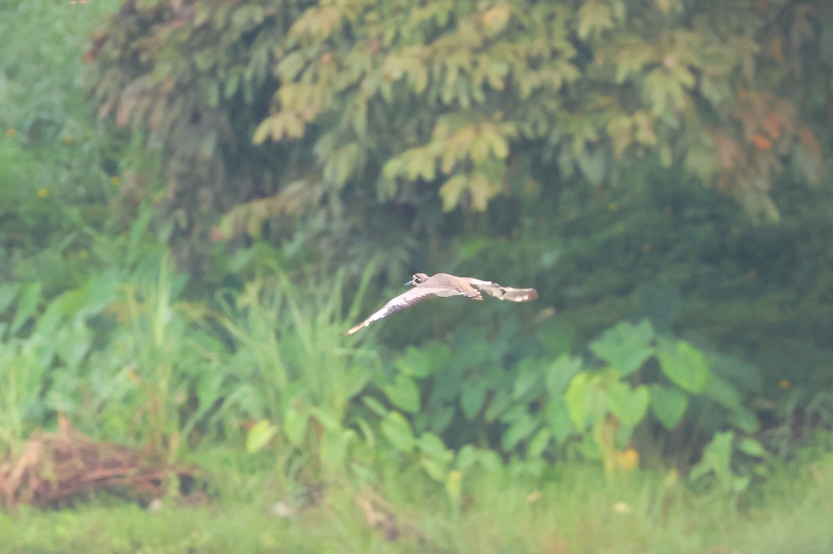 Great Thick-knee - ML644035844