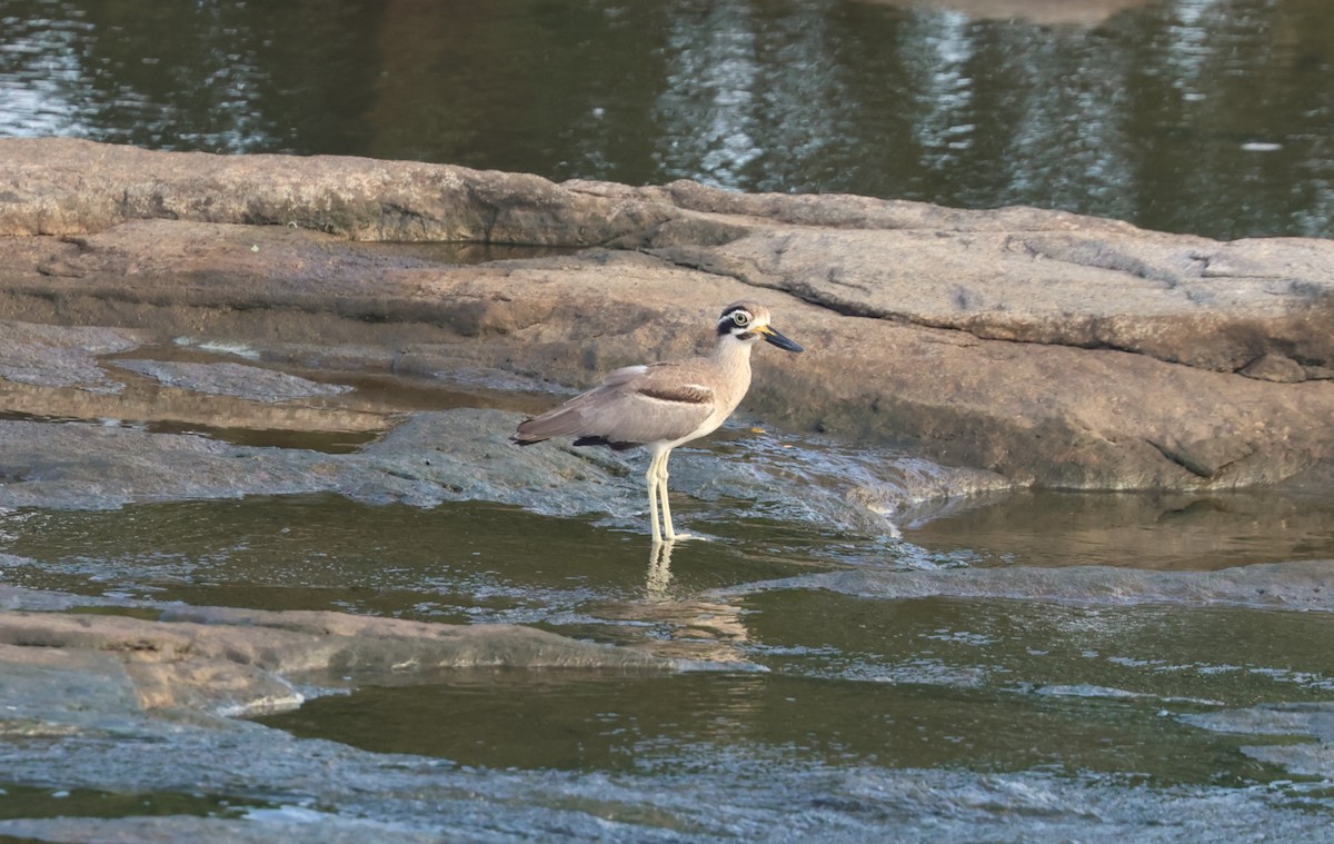 Great Thick-knee - ML644035845