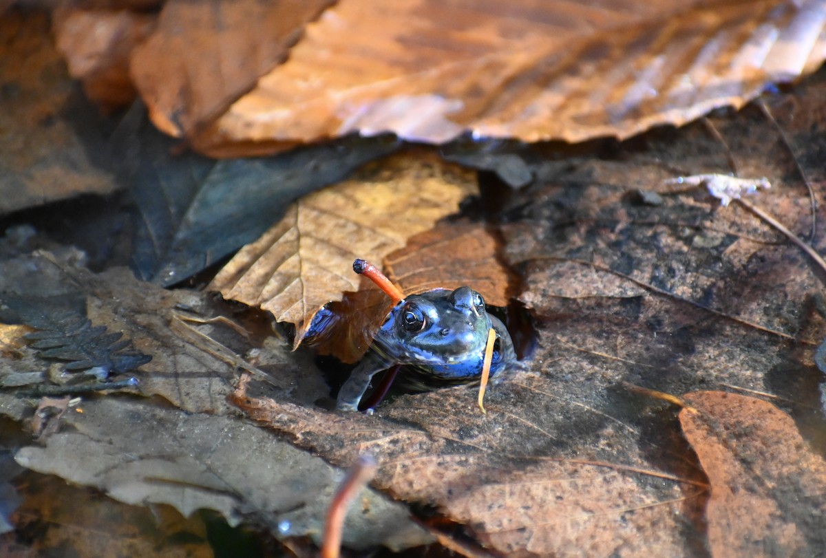 Mink Frog - ML644035867