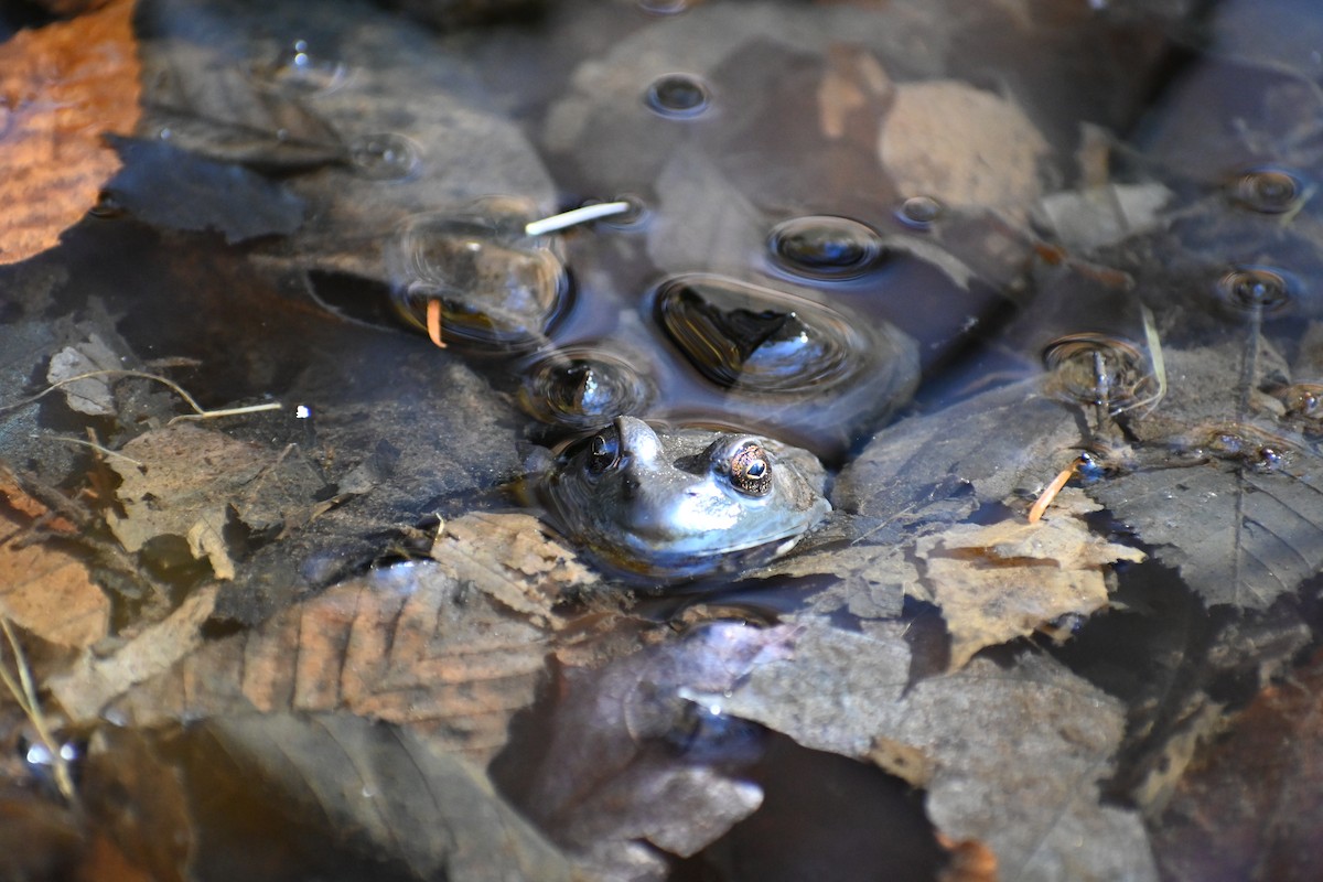 American Bullfrog - ML644035868