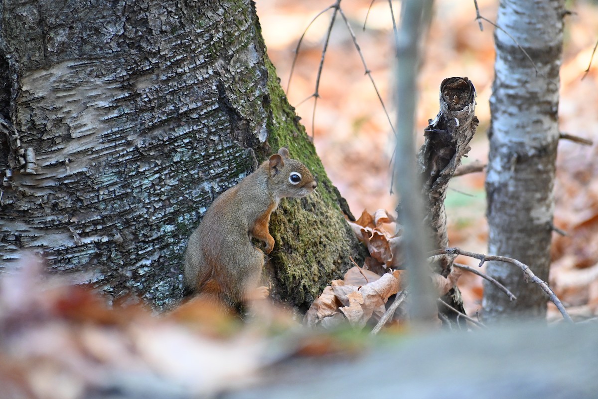 American Red Squirrel - ML644035869
