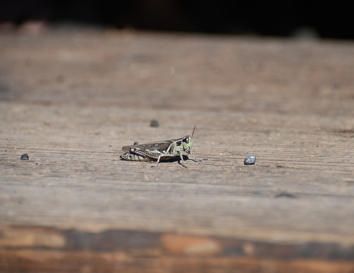 Huckleberry Spur-throat Grasshopper - ML644035871