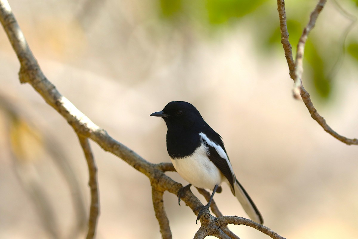 Madagascar Magpie-Robin (White-winged) - ML644035875