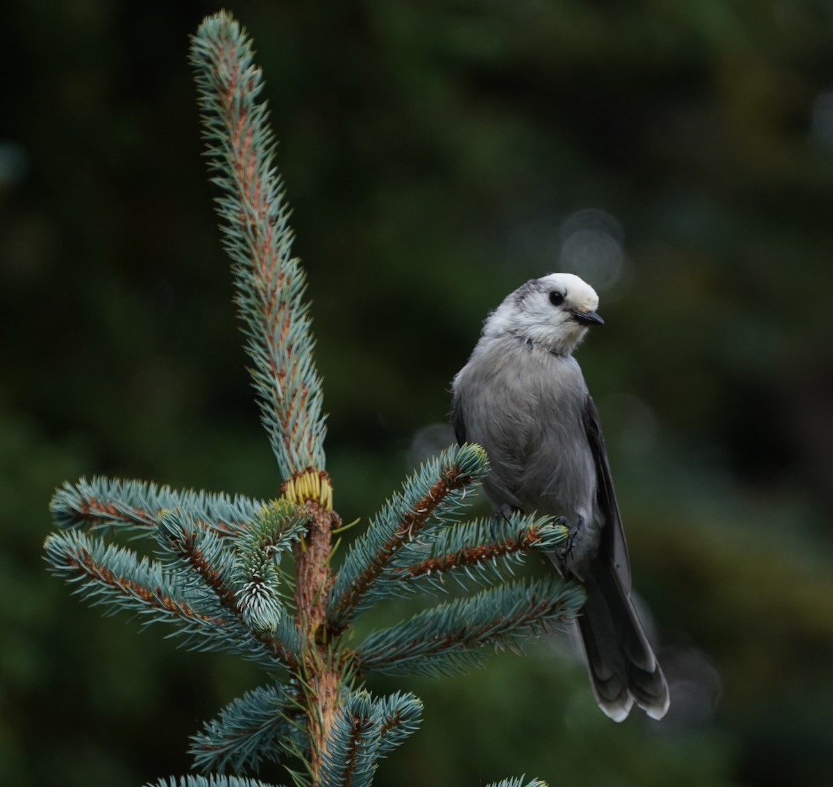 Canada Jay - ML644035933