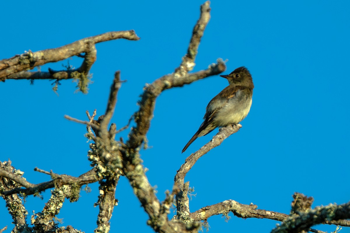 Western Wood-Pewee - ML644035940