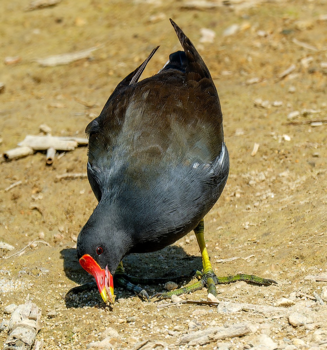 Eurasian Moorhen - ML644035941