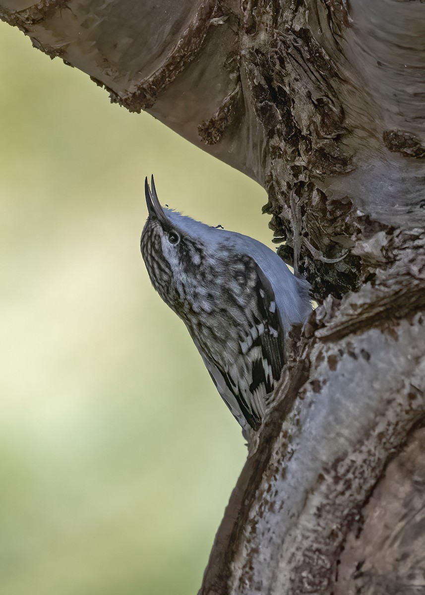 Brown Creeper - ML644035944