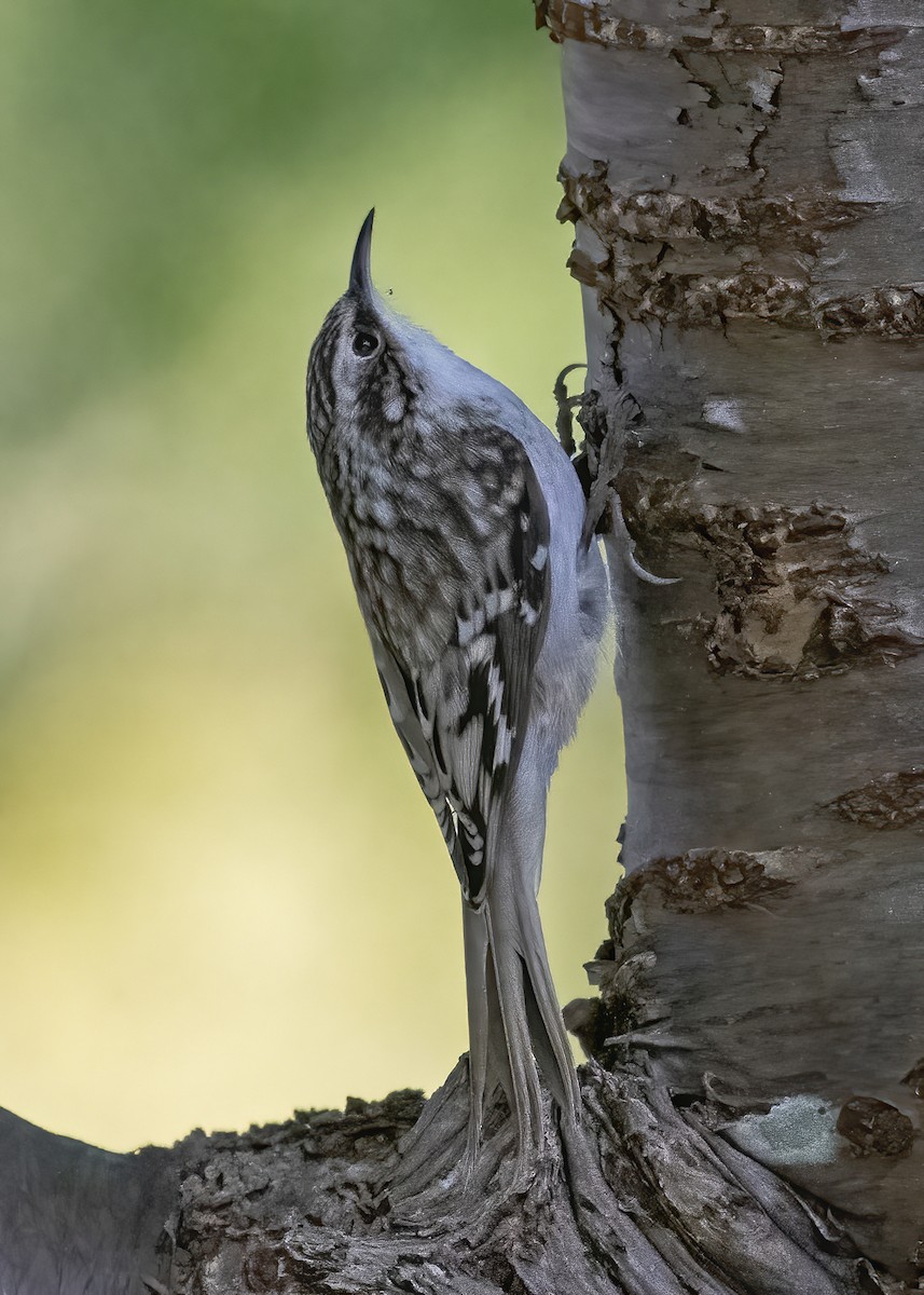 Brown Creeper - ML644035945