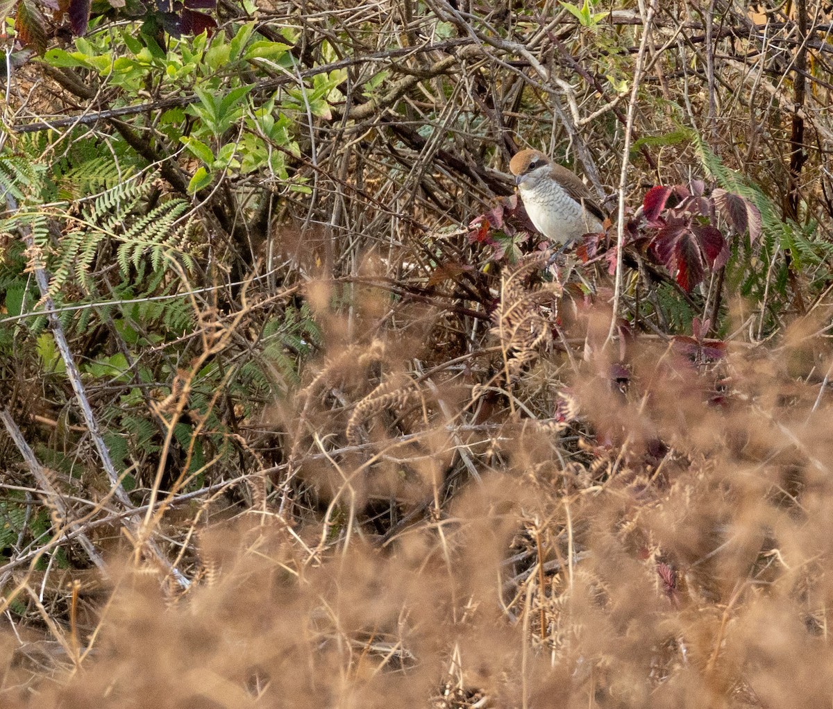 Brown Shrike - ML644035946