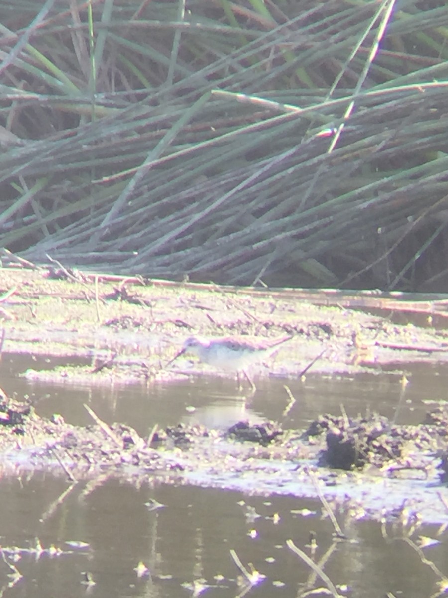 Marsh Sandpiper - ML644035947