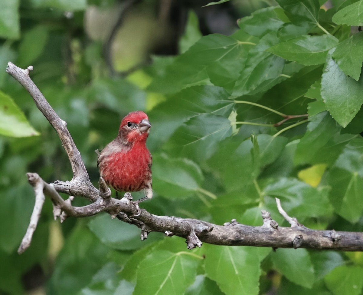 House Finch - ML644035948